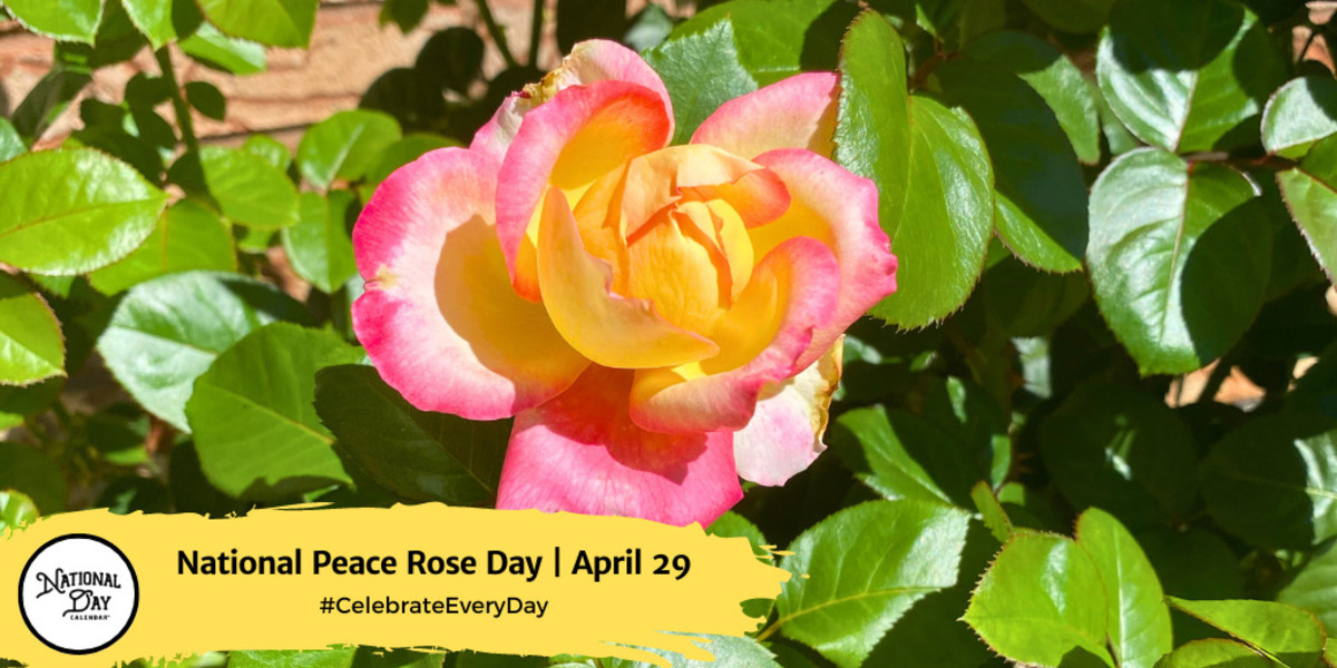 National Peace Rose Day | April 29