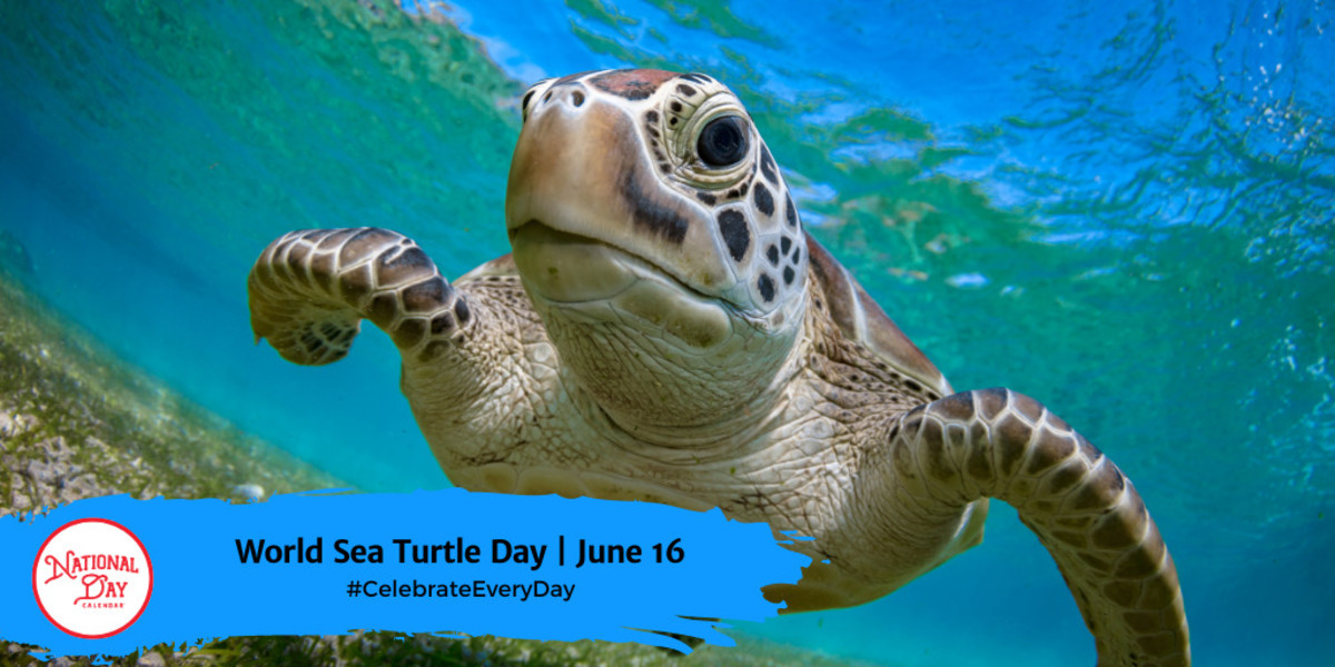WORLD SEA TURTLE DAY June 16 National Day Calendar